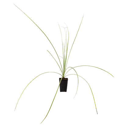 15x Dasylirion cedrosanum - dasilirio (Offerta 15 Vasi quadri 9x9x13 cm)