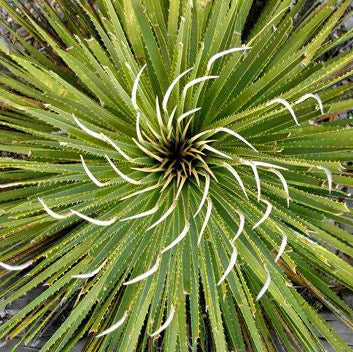 15x Dasylirion cedrosanum - dasilirio (Offerta 15 Vasi quadri 9x9x13 cm)