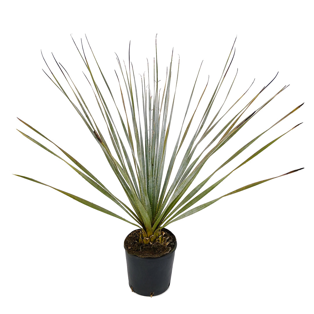 Dasylirion glaucophyllum Zaragoza - blue dasilirio (Pot 18 cm)