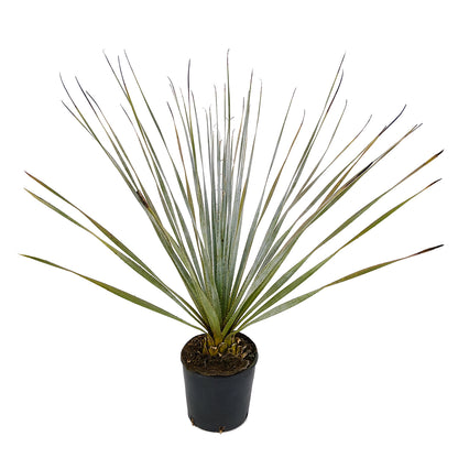 Dasylirion glaucophyllum Zaragoza - blue dasilirio (Pot 18 cm)