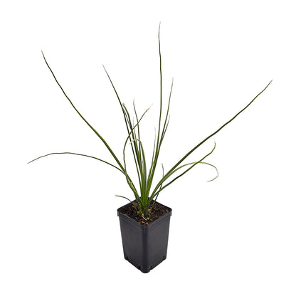 Dasylirion longissimum - dasilirio (Vaso quadro 7X7X10 cm)