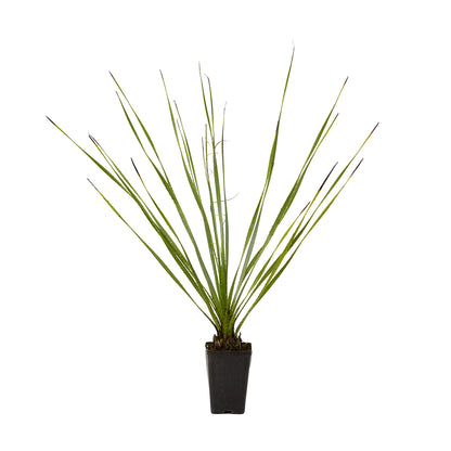 Dasylirion serratifolium - dasilirio (Vaso quadro)