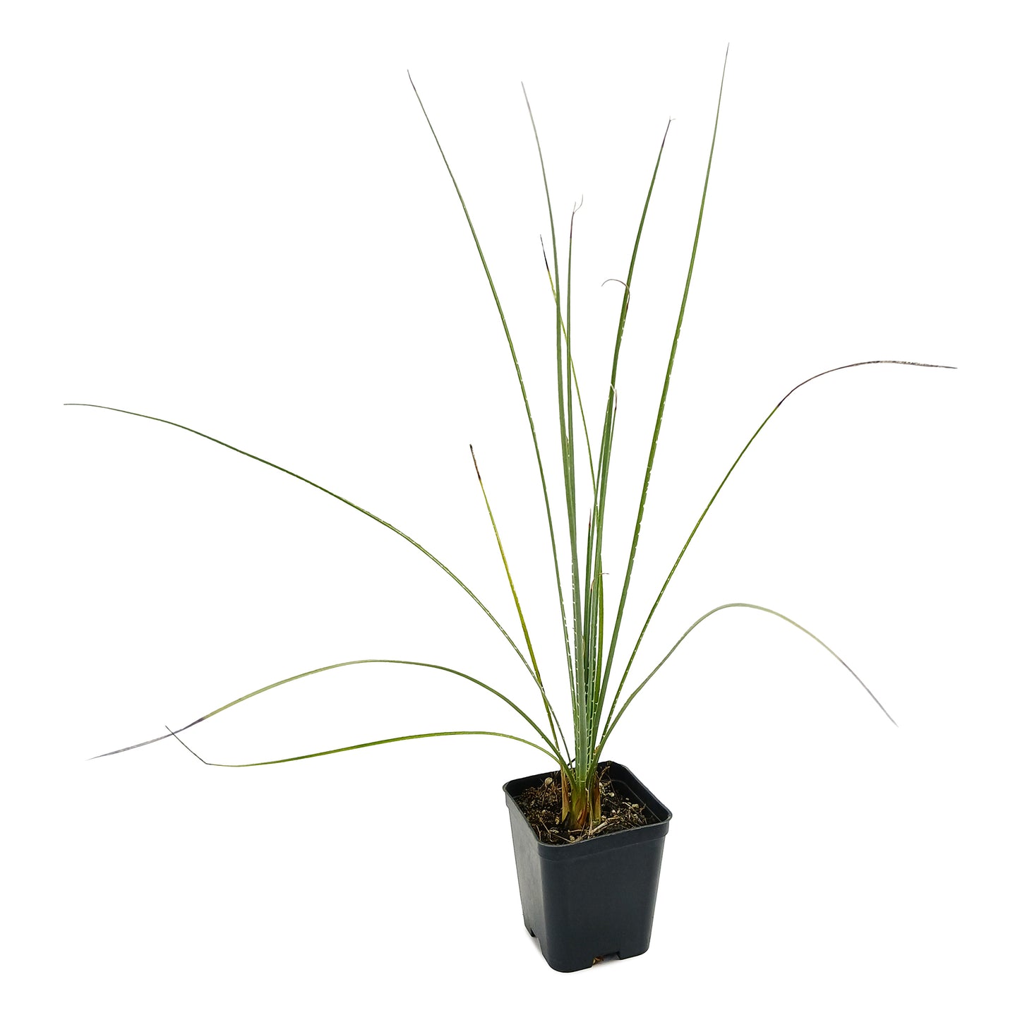 Dasylirion serratifolium - dasilirio (Square vase 7x7x8 cm)