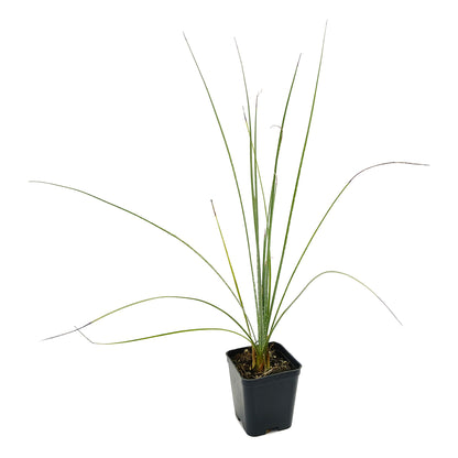 Dasylirion serratifolium - dasilirio (Square vase 7x7x8 cm)