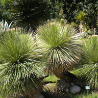 24x Dasylirion serratifolium - dasilirio (Offerta 24 Vasi quadri 7x7x8 cm)