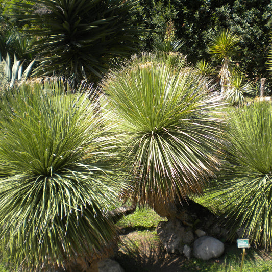 Dasylirion serratifolium - dasilirio (Alveolo forestale)