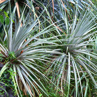 15x Dasylirion texanum - dasilirio (Offerta 15 Vasi quadri 9x9x13 cm)