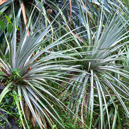 15x Dasylirion texanum - dasilirio (Offerta 15 Vasi quadri 9x9x13 cm)