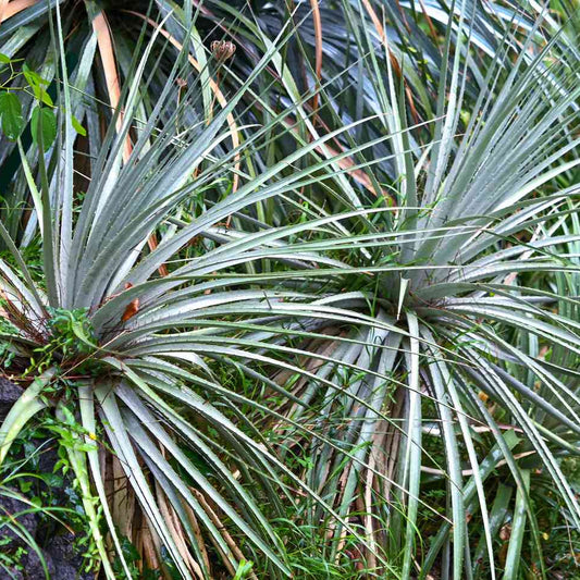 15x Dasylirion texanum - dasilirio (Offerta 15 Vasi quadri 9x9x13 cm)