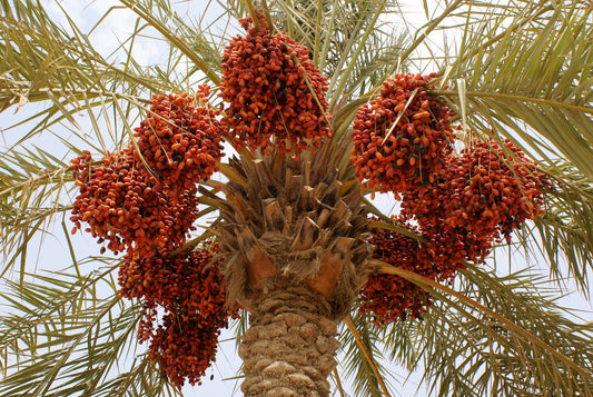 Phoenix dactylifera Tunisia cv "Deglet Noor" - palma da dattero (Alveolo forestale)