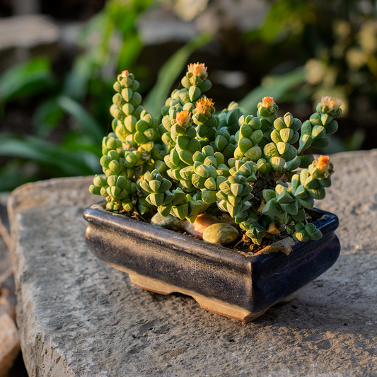 Delosperma lehmannii - delosperma (Alveolino)
