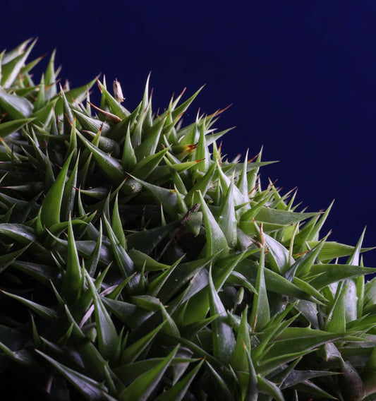Deuterocohnia brevifolia fma. minima VivaiMDB