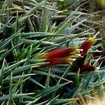 Deuterocohnia lotteae VivaiMDB