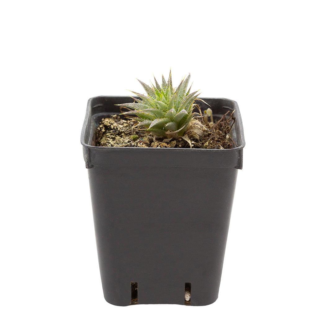 Deuterocohnia brevifolia - (Vaso quadro 7x7x8 cm)
