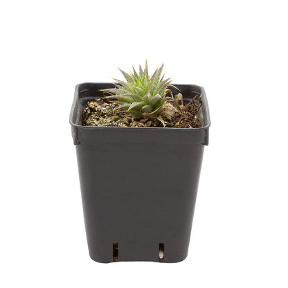 Deuterocohnia brevifolia - (Vaso quadro 7x7x8 cm)