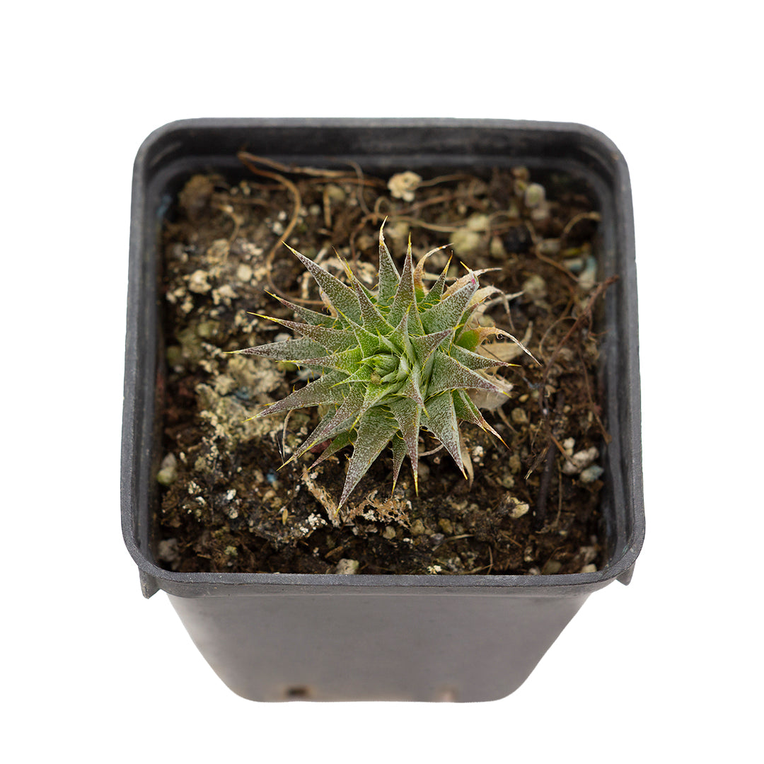 Deuterocohnia brevifolia - (Vaso quadro 7x7x8 cm)