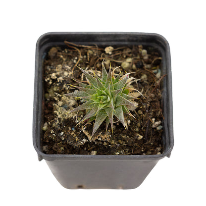 Deuterocohnia brevifolia - (Vaso quadro 7x7x8 cm)