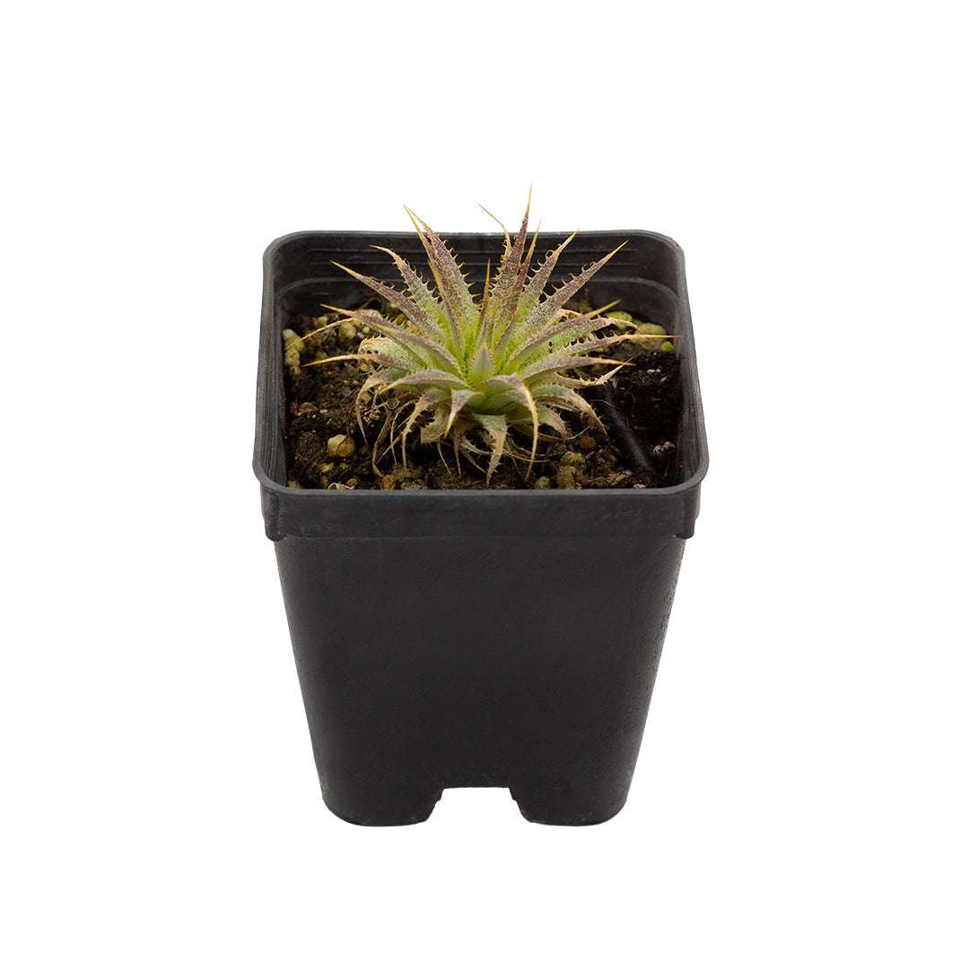 Deuterocohnia brevifolia fma. minima - (Vaso quadro 7x7x8 cm)