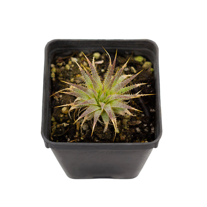 Deuterocohnia brevifolia fma. minima - (Vaso quadro 7x7x8 cm)