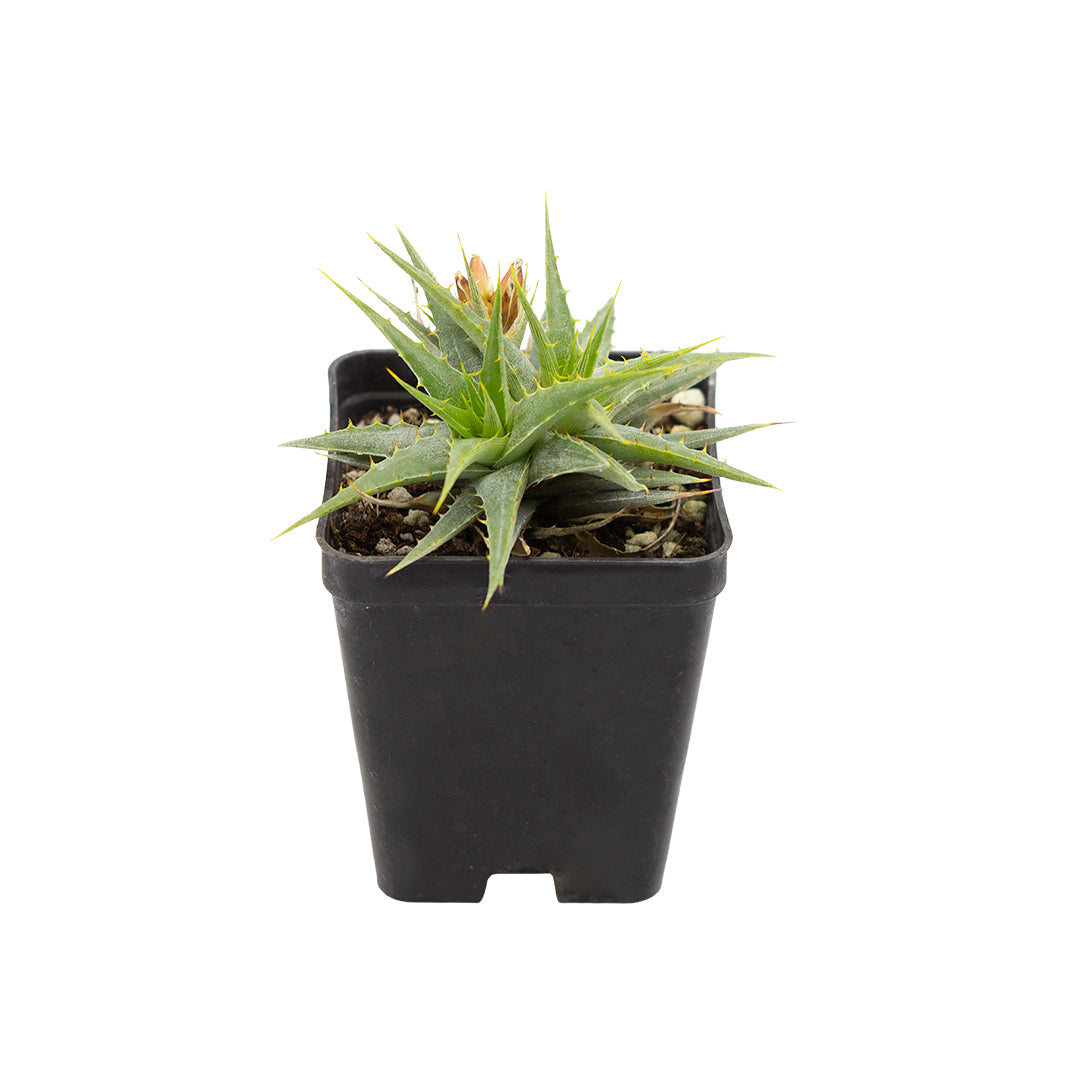 Deuterocohnia lotteae - (Vaso quadro 7x7x8 cm)