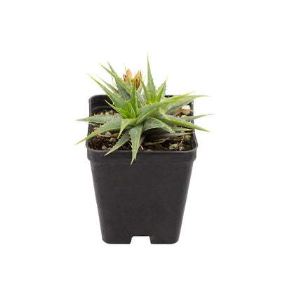 Deuterocohnia lotteae - (Vaso quadro 7x7x8 cm)