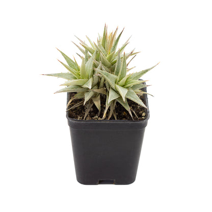 Deuterocohnia sp. Tarija - (Vaso quadro 7x7x8 cm)