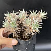 Deuterocohnia sp. Tarija  VivaiMDB