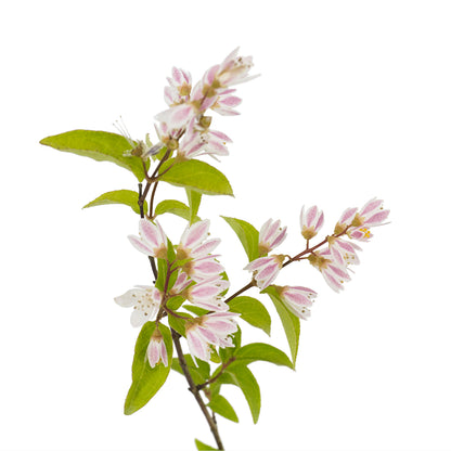 Deutzia gracilis - deuzia (Square vase 12x12x20 cm)