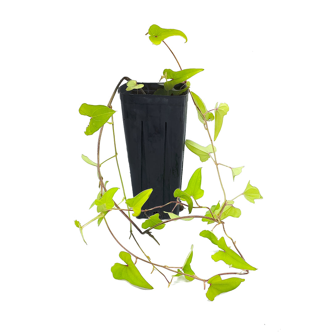 Dioscorea batatas - plant of light (Square vase 9x9x20 cm)