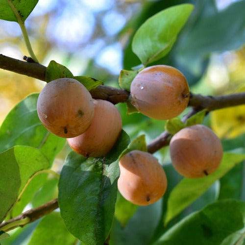 Diospyros lotus o albero di Sant'Andrea VivaiMDB