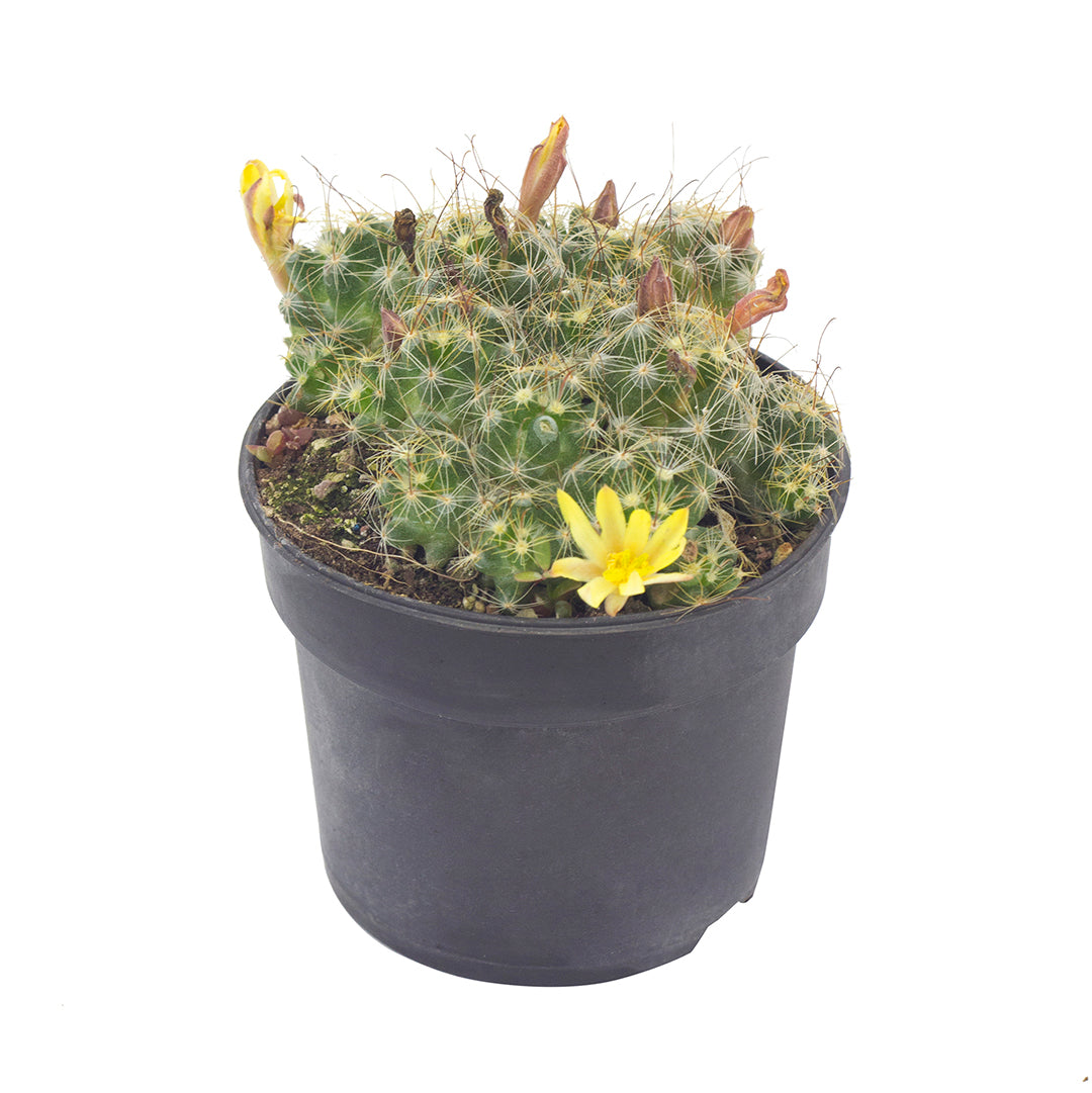 Dolichothele (syn. Mammillaria) surculosa - large-flowered mammillaria (10 cm pot)