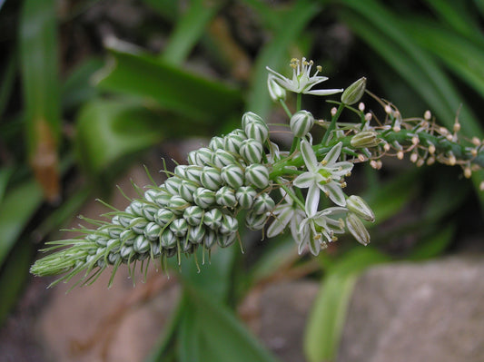 Ornithogalum longibracteatum - ornitogallo (Vaso 18 cm)