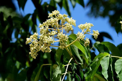 Evodia (Sin. Tetradium) Danielli - Honey Tree (Square Vase 9X9X20 Cm)