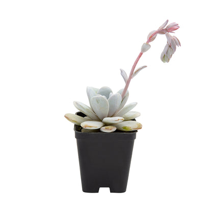 Echeveria laui - echeveria porcellana (Vaso quadro 7x7x8 cm)