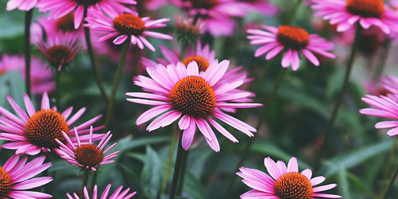 Echinacea purpurea - coneflower (30 seeds)