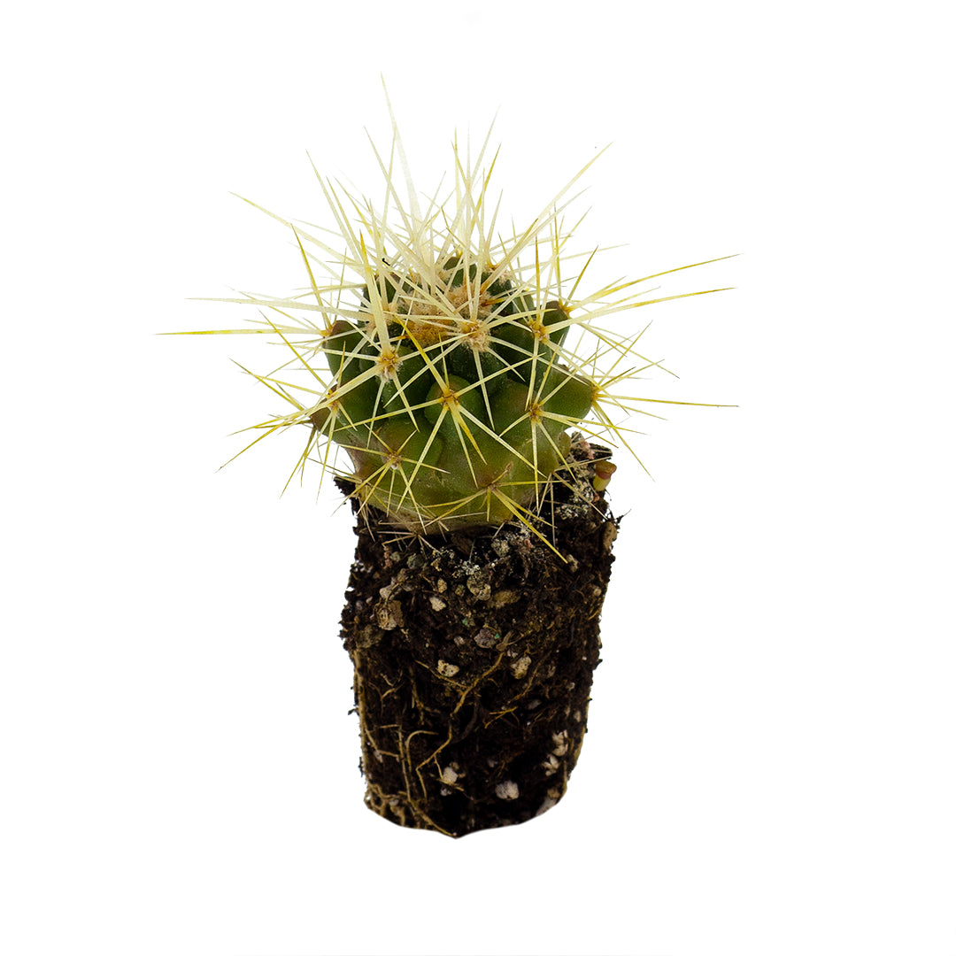 Echinocactus grusonii - cuscino della suocera SET 3 PIANTE (Alveolino)