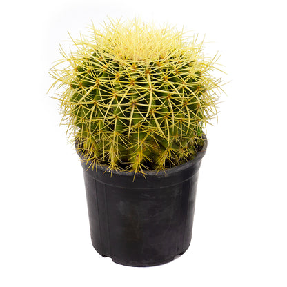 Echinocactus grusonii - mother-in-law's cushion (12 cm pot)