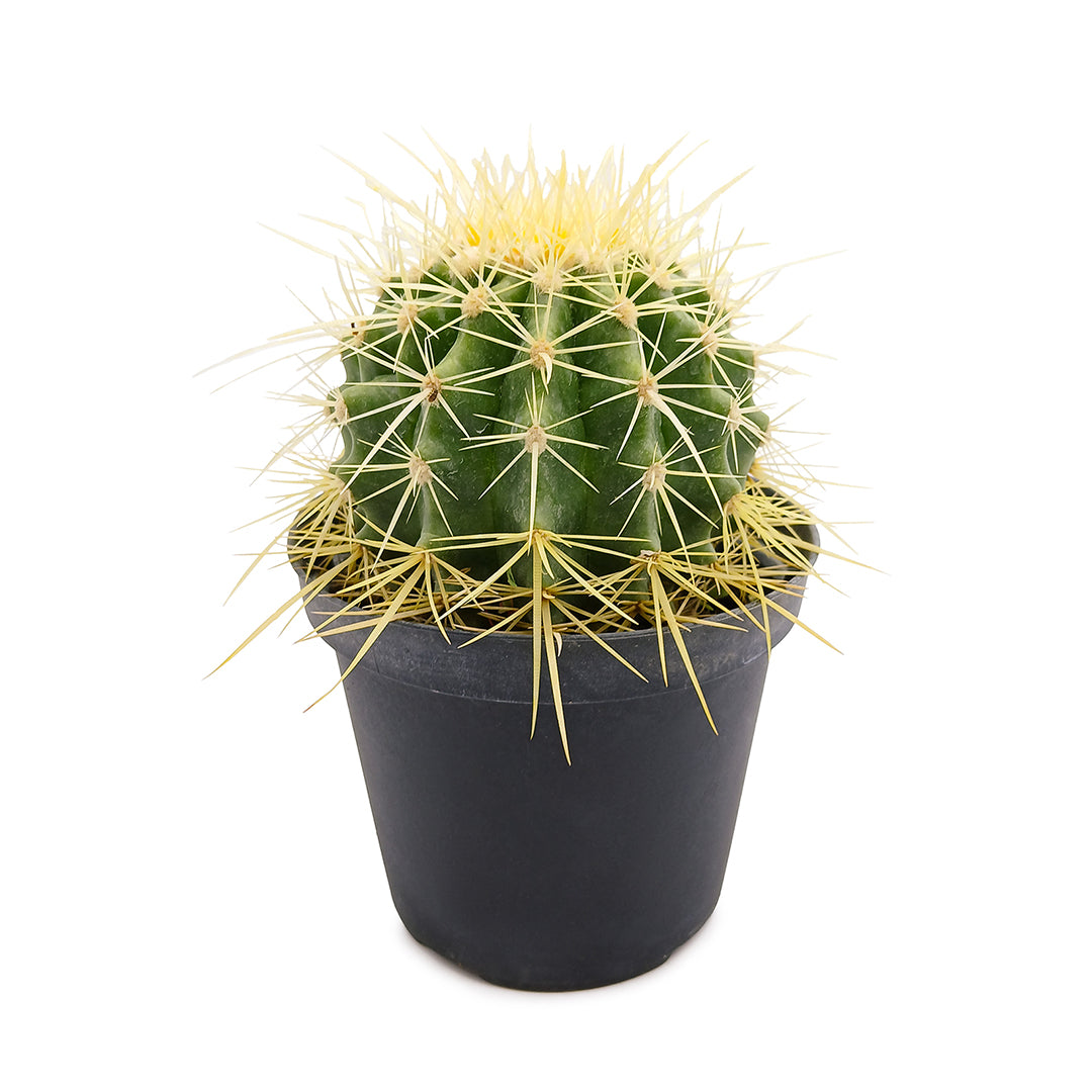 Echinocactus grusonii - mother-in-law's cushion (12 cm pot)