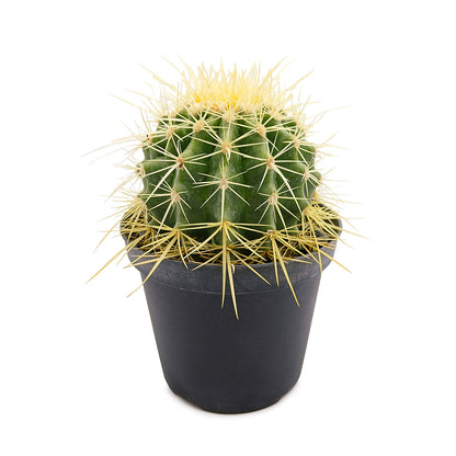 Echinocactus grusonii - cuscino della suocera (Vaso 12 cm)