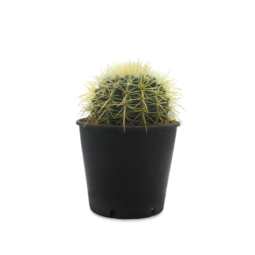 Echinocactus grusonii - cuscino della suocera (Vaso)