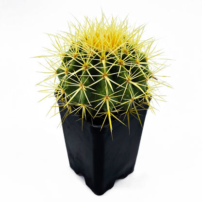 Echinocactus grusonii - cuscino della suocera (Vaso quadro 7x7x10 cm)