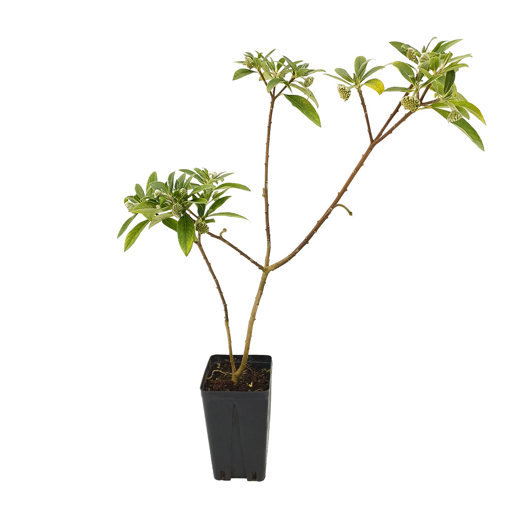 Edgeworthia chrysantha - (Square vase 12x12x20 cm)