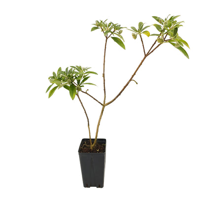 Edgeworthia chrysantha - (Square vase 12x12x20 cm)