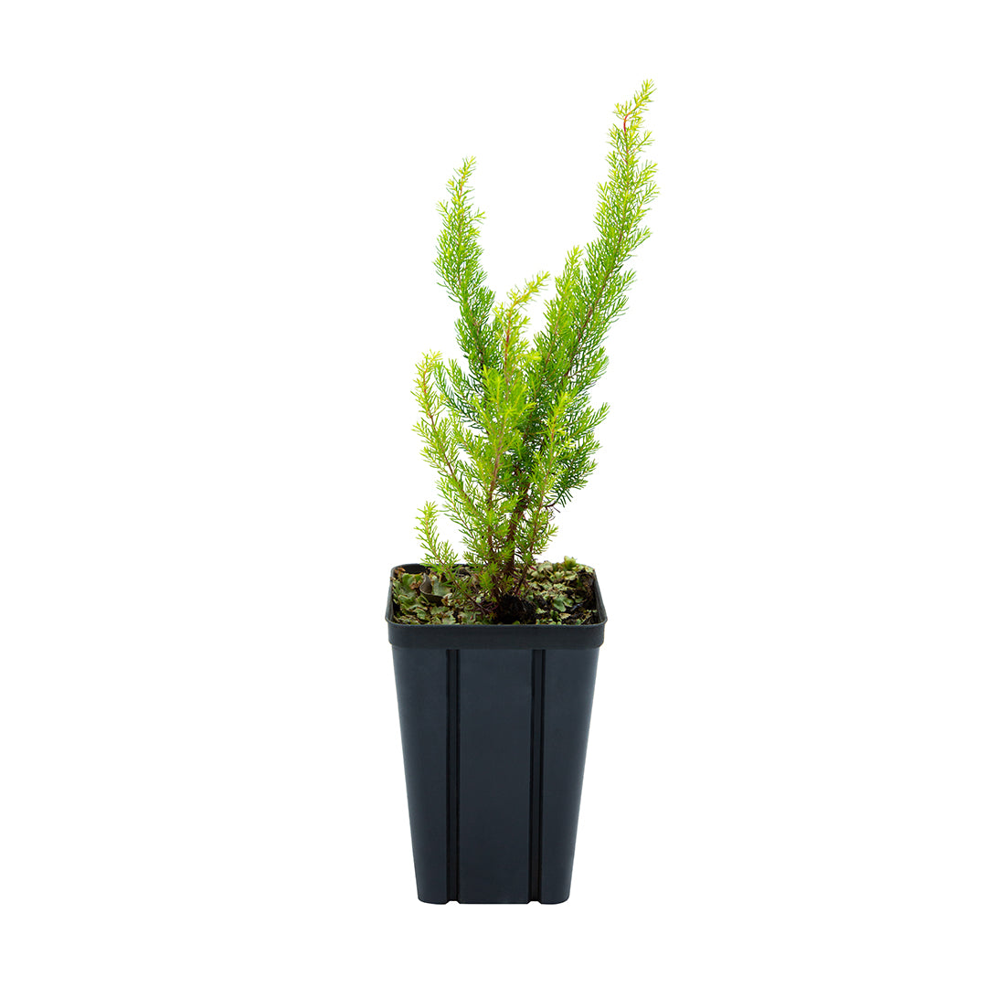 Erica arborea - forest broom (Square vase 9x9x13 cm)