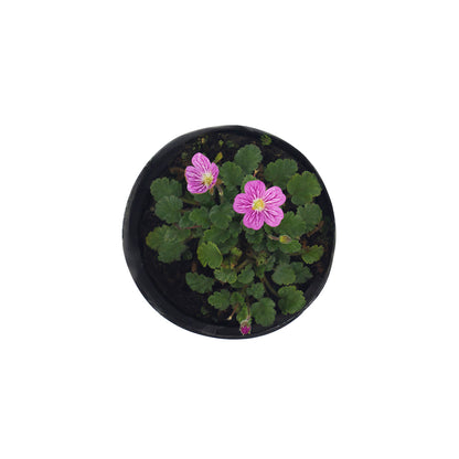 Erodium variabile - ground cover geranium (8 cm pot)