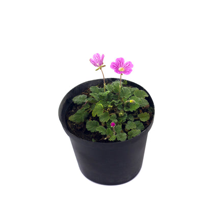 Erodium variabile - ground cover geranium (8 cm pot)