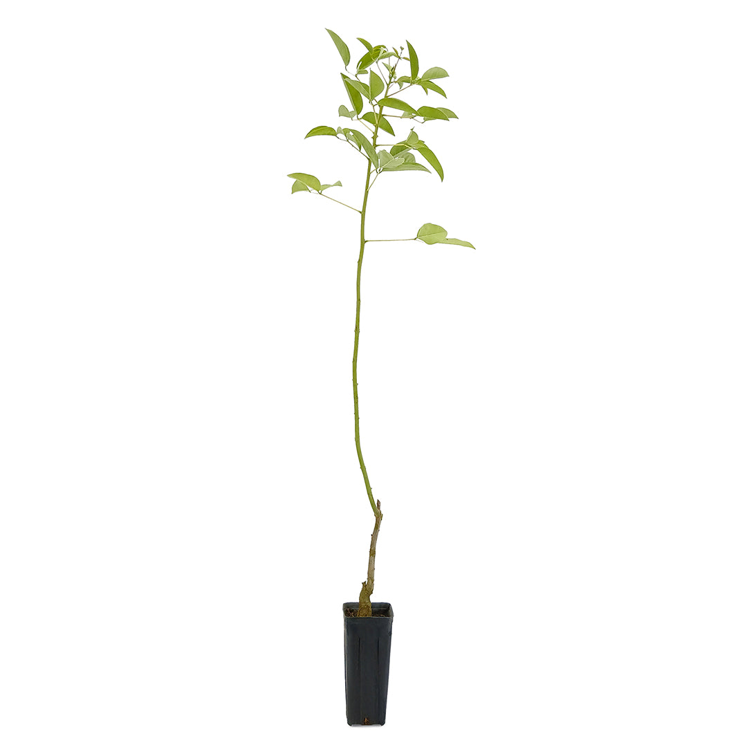 Erythrina crista-galli - cresta di gallo (Vaso quadro 9x9x20 cm)