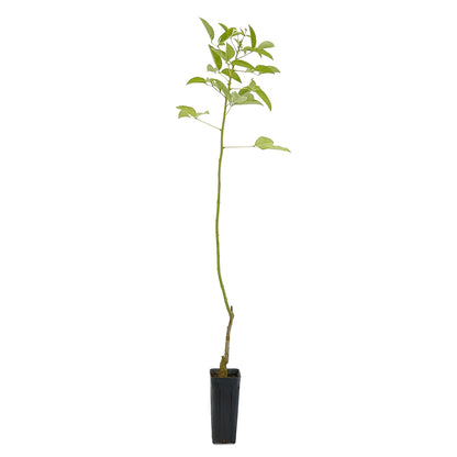 Erythrina crista-galli - cresta di gallo (Vaso quadro 9x9x20 cm)