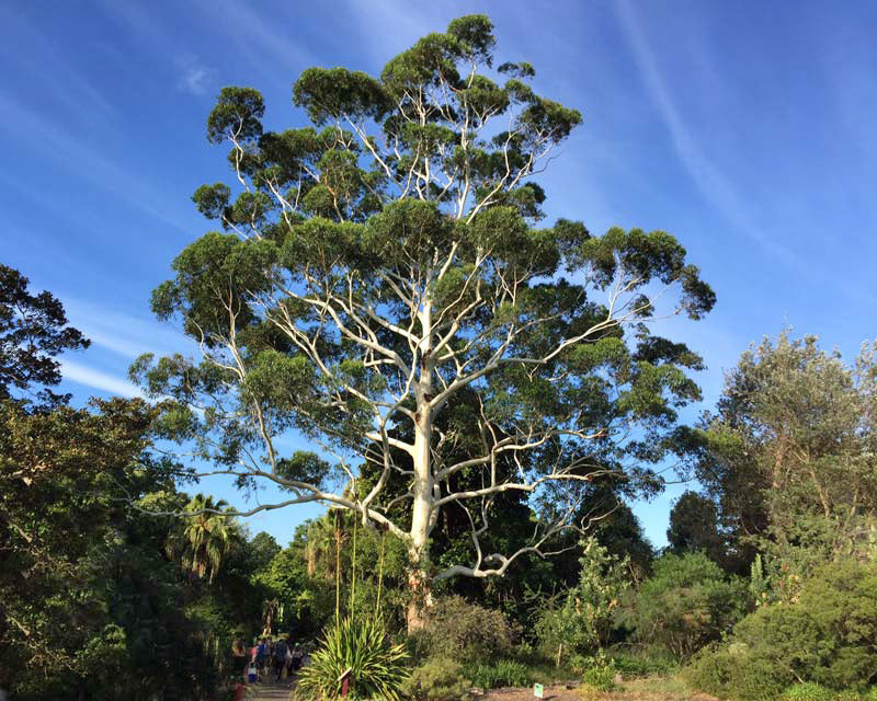 Eucalyptus grandis - large eucalyptus (20 seeds)