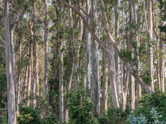 Eucalyptus globulus - blue eucalyptus (50 seeds)